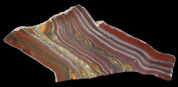Polished Tiger Iron Stromatolite - ( Billion Years) #42580